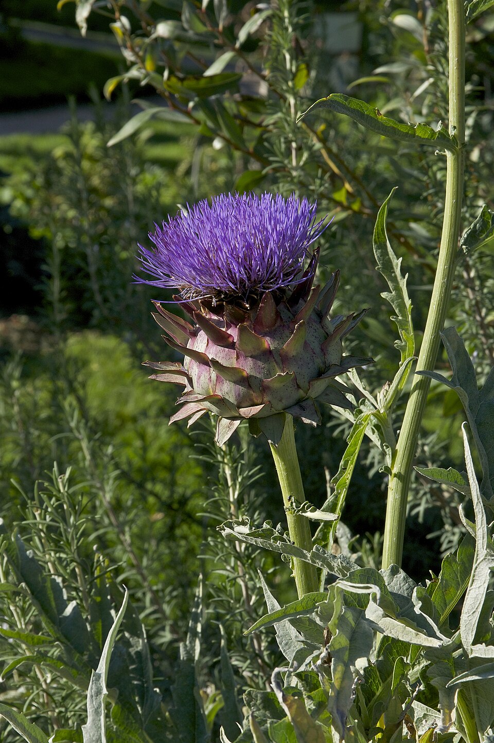 Cynara scolymus