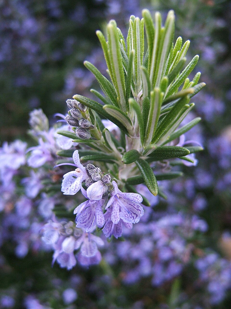 Rosmarinus officinalis