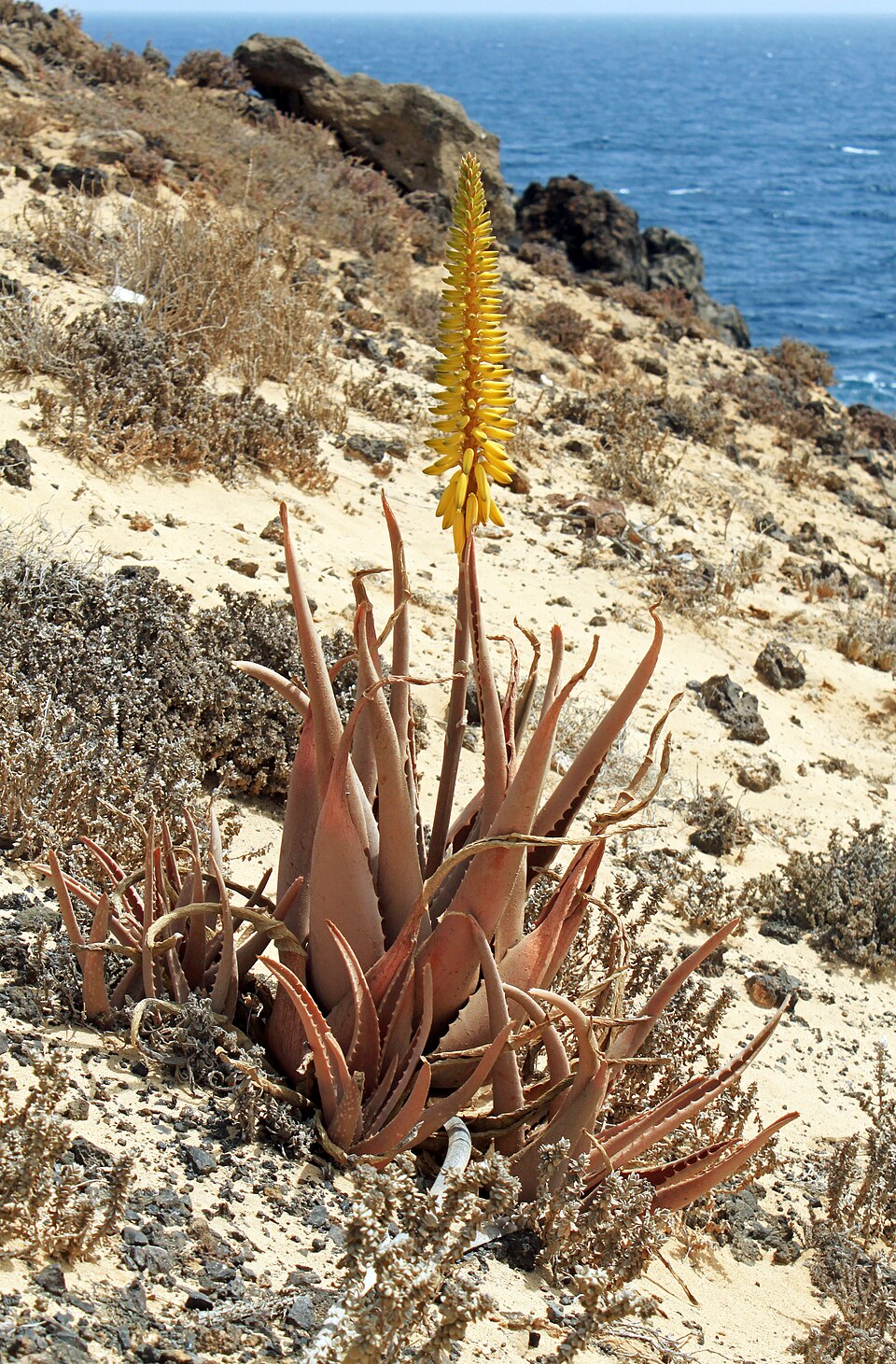 Aloe vera