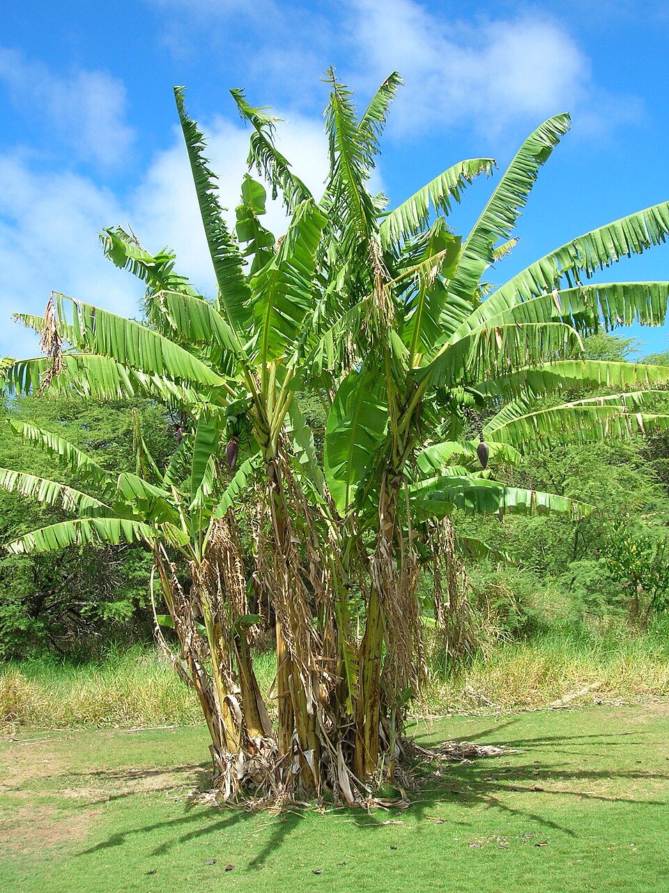 Musa spp.
