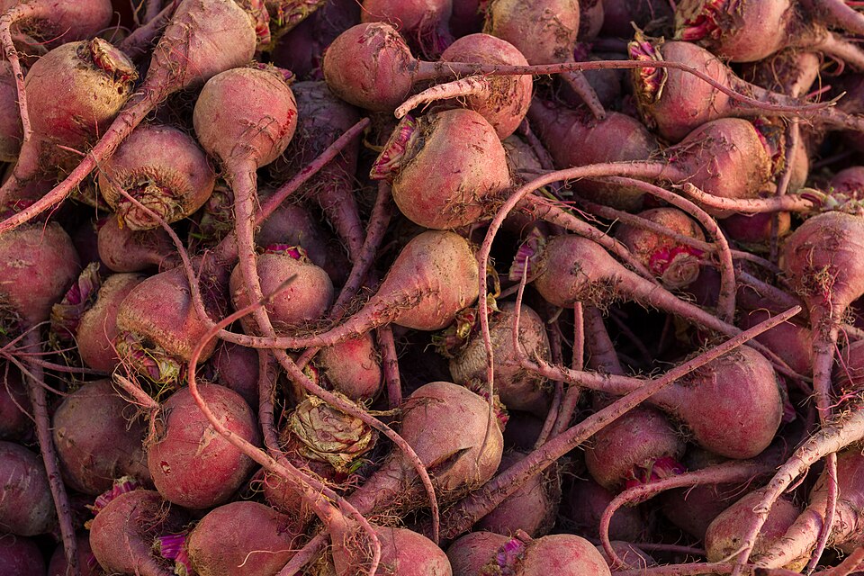 Beta vulgaris