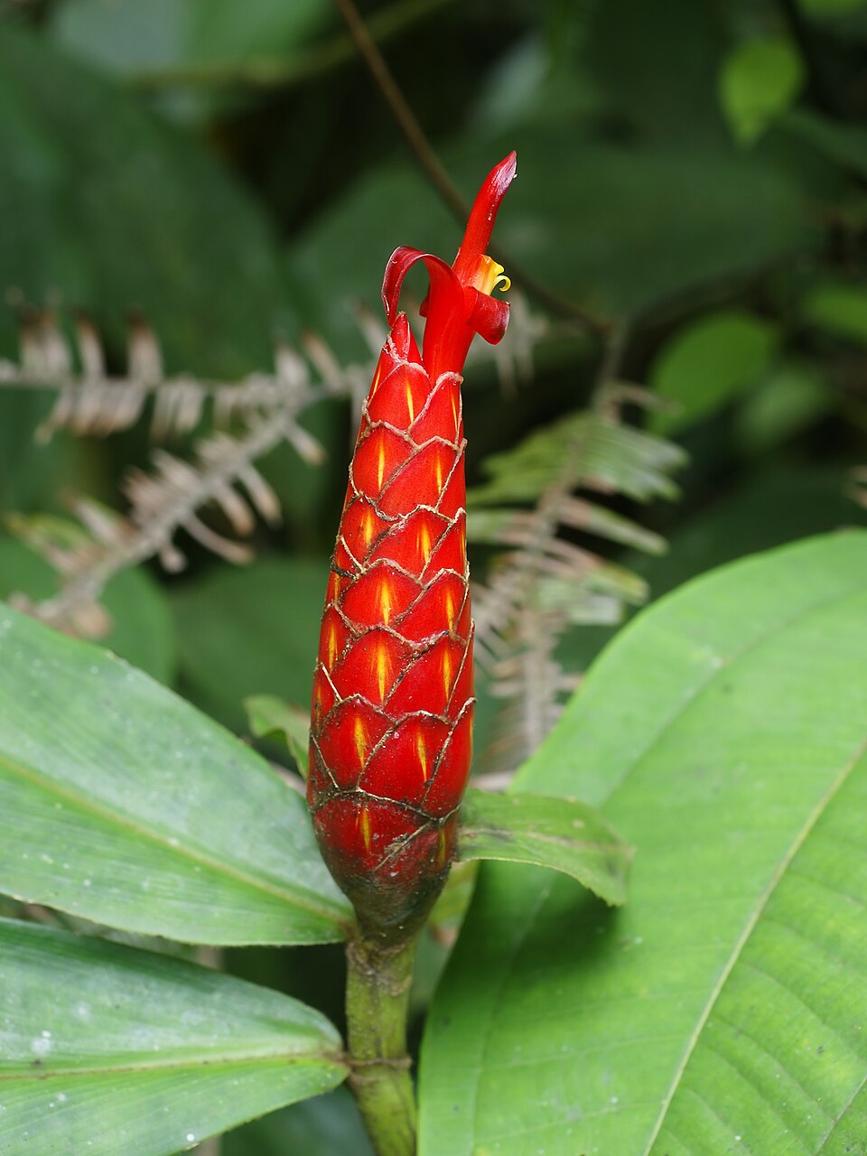 Costus spicatus