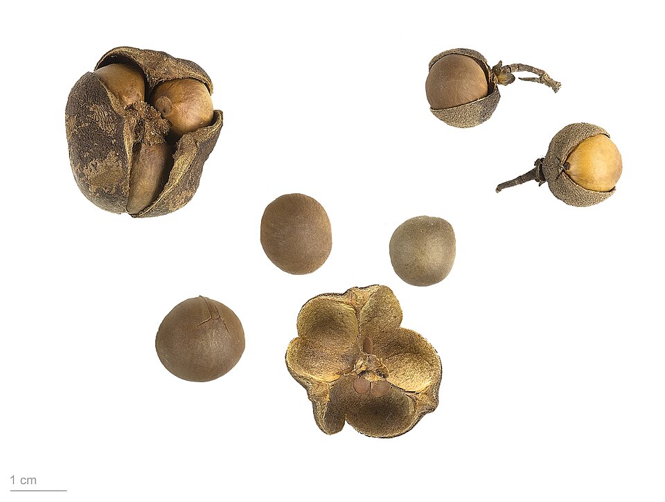 Camellia sinensis