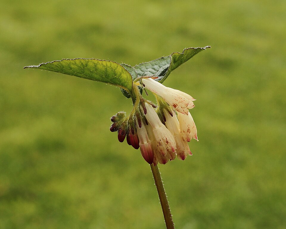 Symphytum officinale
