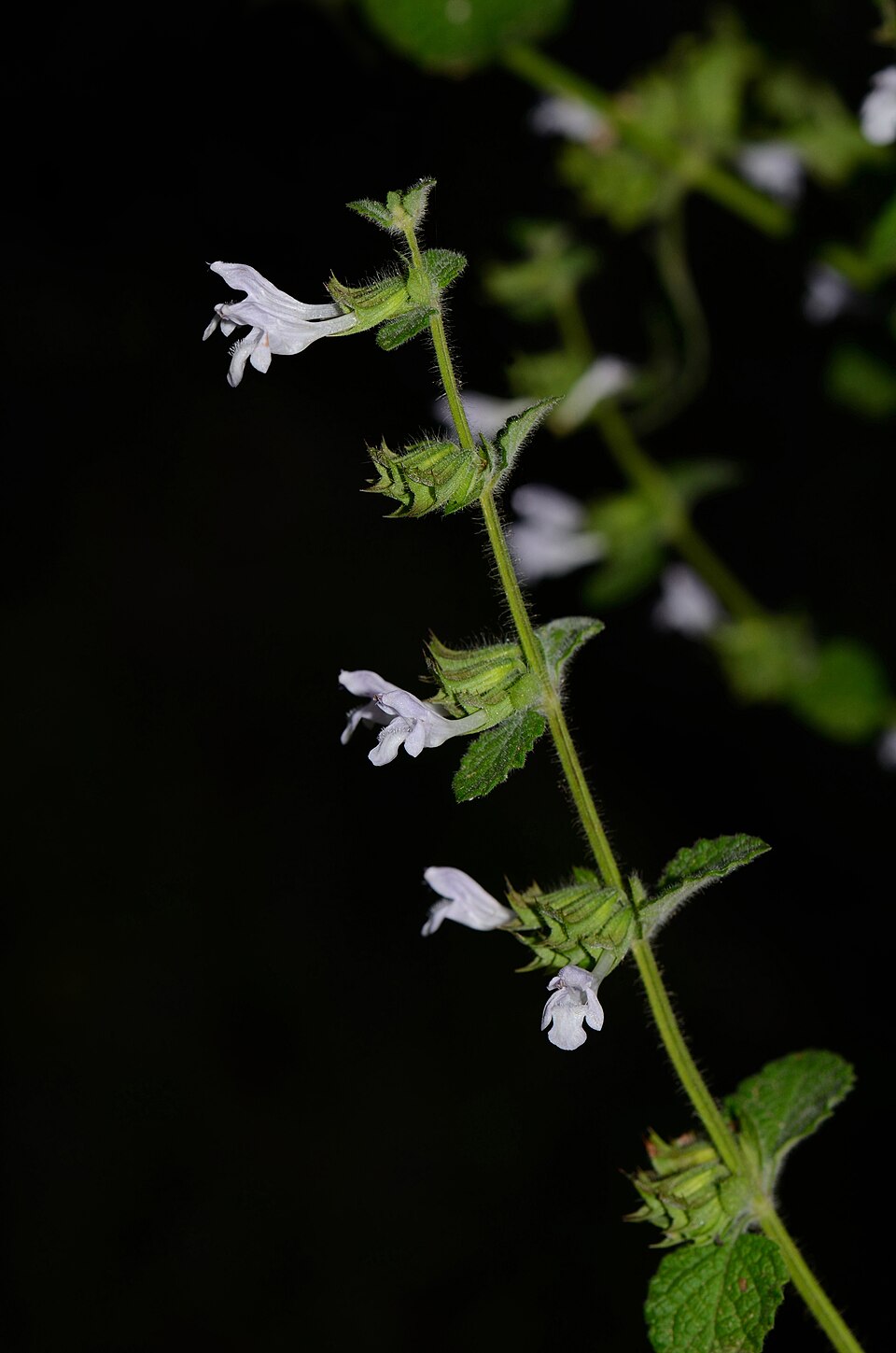 Melissa officinalis
