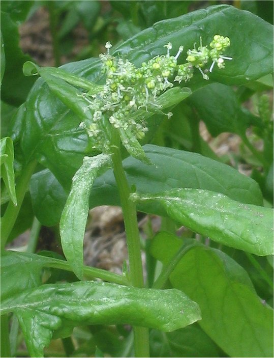 Spinacia oleracea