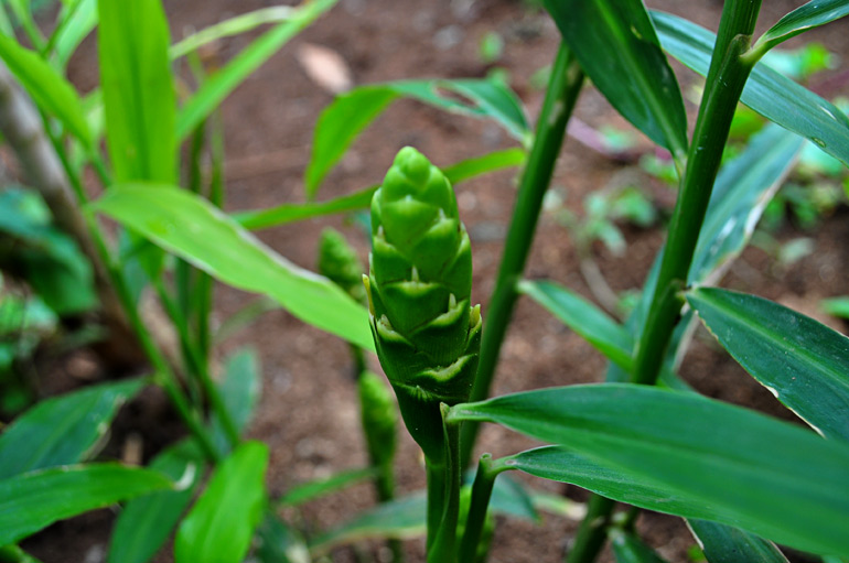 Zingiber officinale