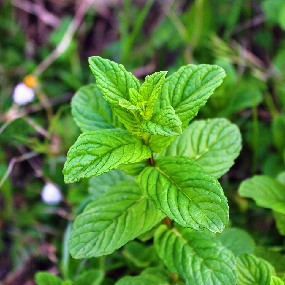 Mentha piperita
