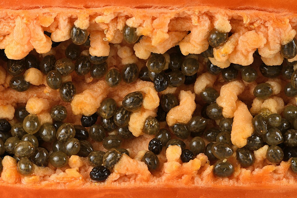 Carica papaya