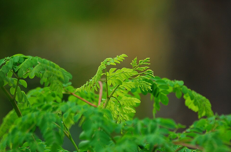 Moringa oleifera